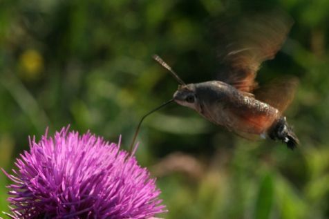 Kolibrievlinder (Foto: Kars Veling)